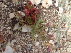 Dudleya farinosa