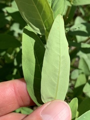 Hypericum nudiflorum