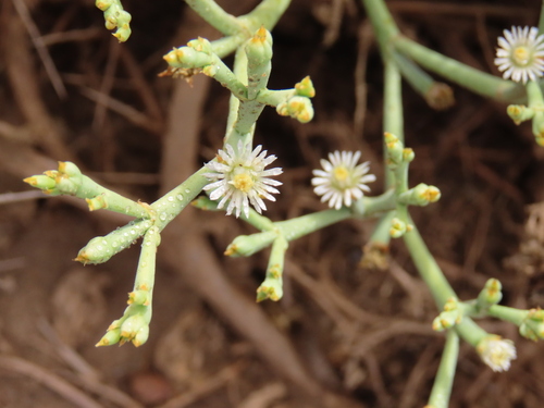 Mesembryanthemum salicornioides