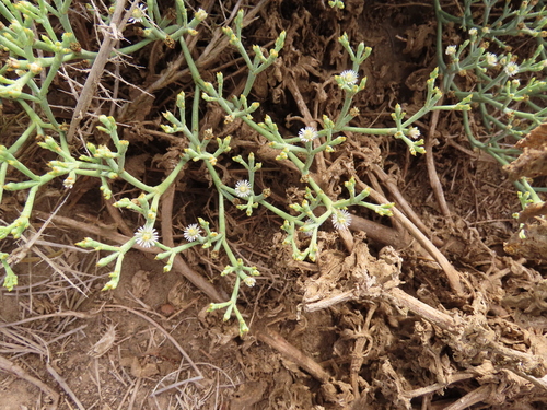Mesembryanthemum salicornioides