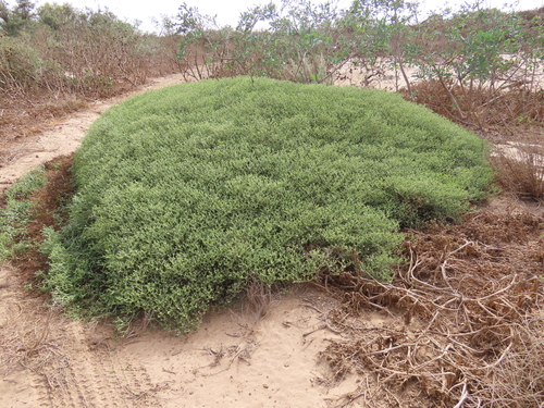 Mesembryanthemum salicornioides