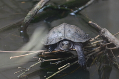 Melanochelys trijuga