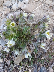 Anemone lithophila