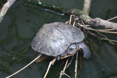 Melanochelys trijuga
