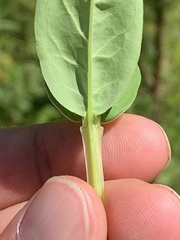 Hypericum nudiflorum