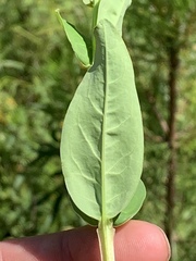 Hypericum nudiflorum