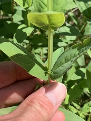 Hypericum nudiflorum