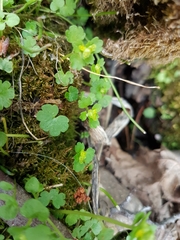 Chrysosplenium tetrandrum