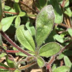 Allophyllum divaricatum