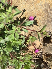 Allophyllum divaricatum