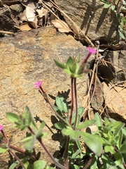 Allophyllum divaricatum