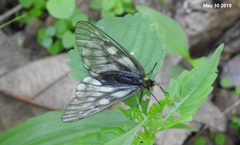 Parnassius stubbendorfii