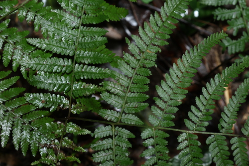 Image of Hypolepis muelleri by (c) Greg Tasney, some rights reserved (CC BY-SA)