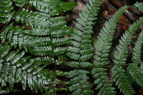 Image of Hypolepis muelleri by (c) Greg Tasney, some rights reserved (CC BY-SA)