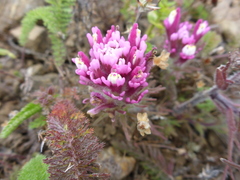 Castilleja exserta latifolia