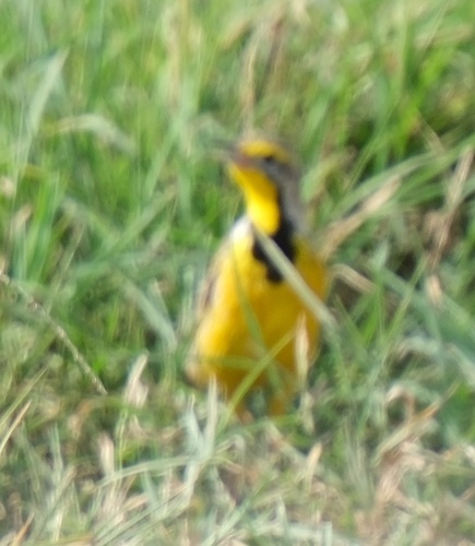 Yellow-throated Longclaw (Macronyx croceus), photo 8