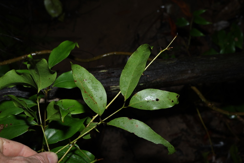 Image of White Supplejack (Ripogonum album) by (c) Greg Tasney, some rights reserved (CC BY-SA)
