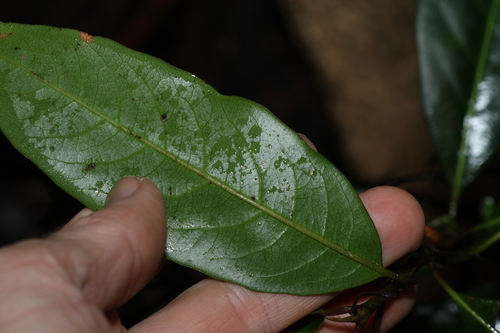 Image of Rhodomyrtus psidioides by (c) Greg Tasney, some rights reserved (CC BY-SA)