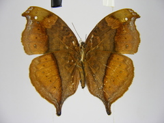 Precis tugela pyriformis