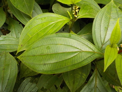 Miconia nervosa