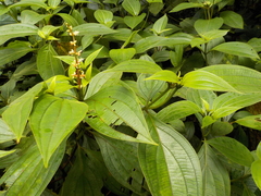 Miconia nervosa