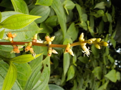 Miconia nervosa