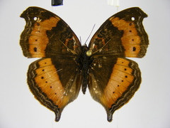 Precis tugela pyriformis