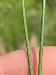 Juncus subcaudatus