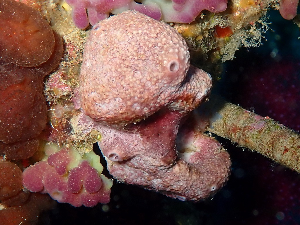 Photo of Fig sponge (Ircinia variabilis)