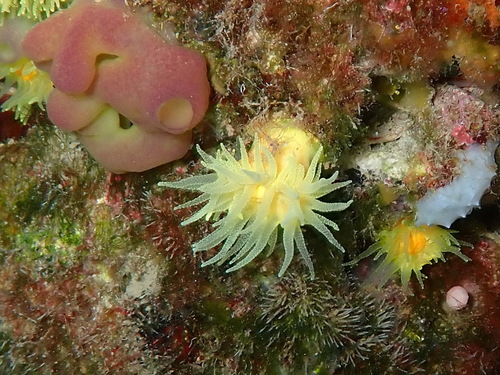 Photo of Yellow solitary coral (Leptopsammia pruvoti)