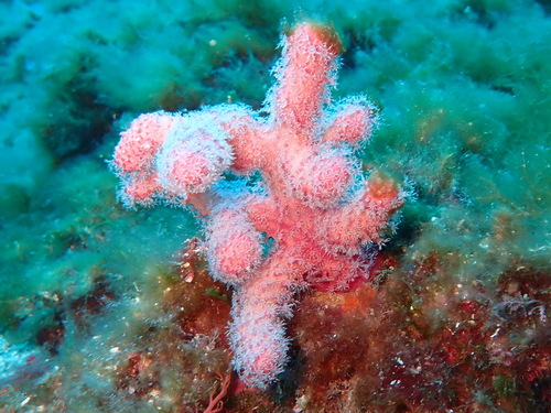 Photo of Red Mediterranean hand (Alcyonium acaule)