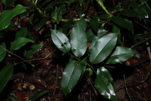 Image of Mischocarpus pyriformis by (c) Greg Tasney, some rights reserved (CC BY-SA)