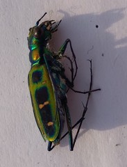 Cosmodela barmanica