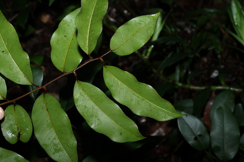 Image of Mischocarpus pyriformis by (c) Greg Tasney, some rights reserved (CC BY-SA)