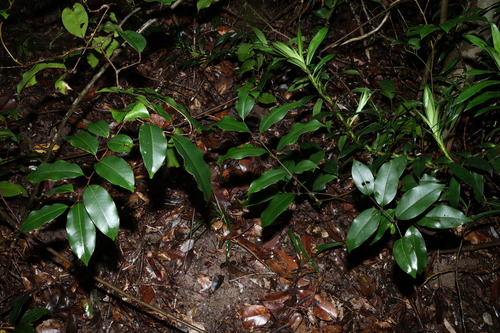 Image of Mischocarpus pyriformis by (c) Greg Tasney, some rights reserved (CC BY-SA)