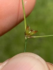 Juncus subcaudatus
