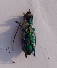 Cosmodela barmanica