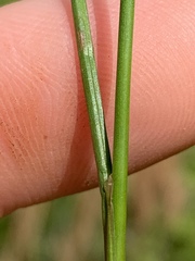 Juncus subcaudatus