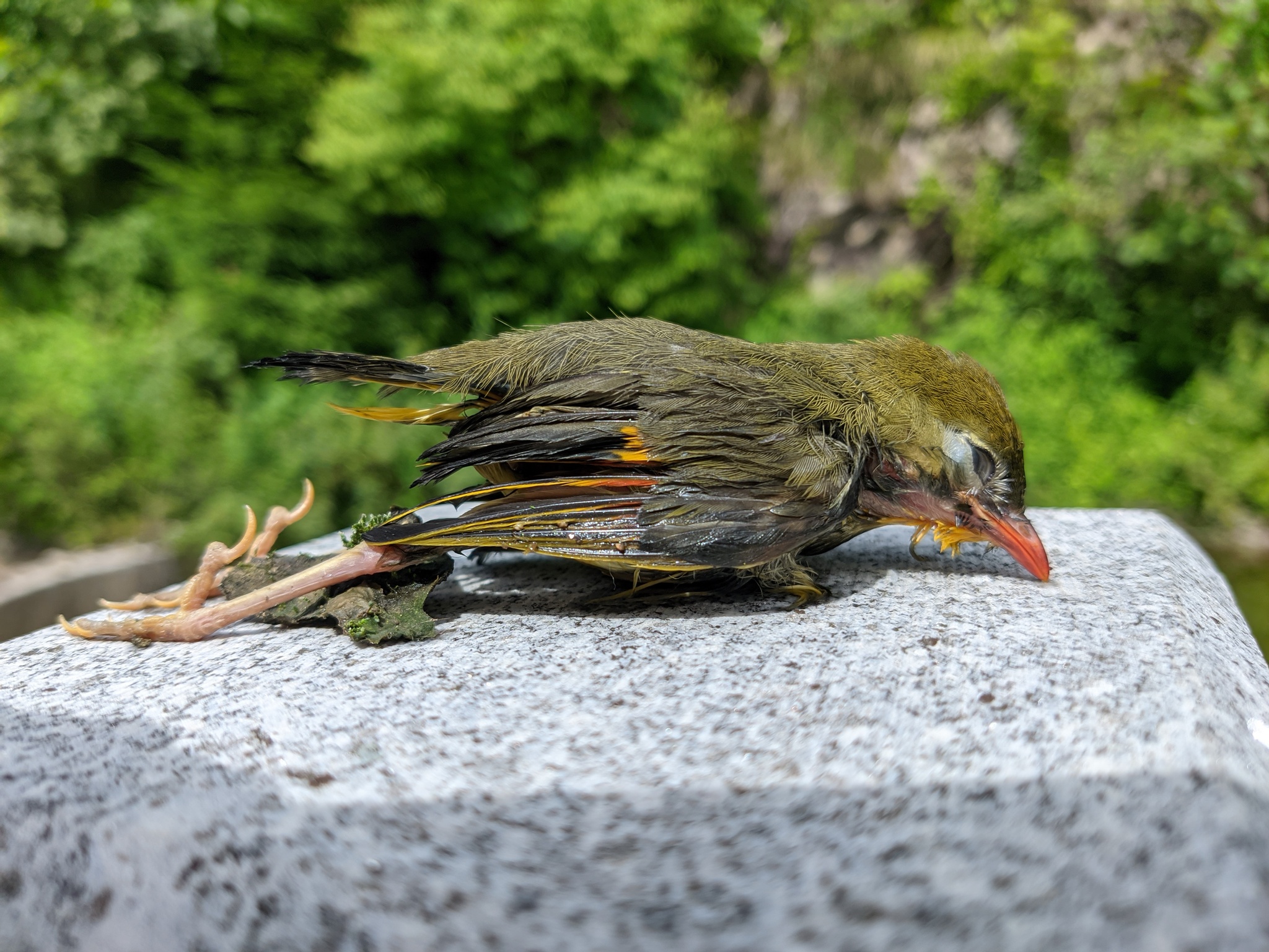Red-billed Leiothrix