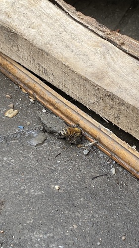 Western Honey Bee