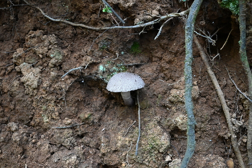 Strobilomyces seminudus