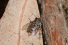 Miltogramminae