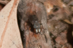 Miltogramminae