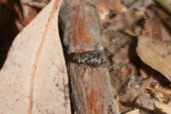 Miltogramminae