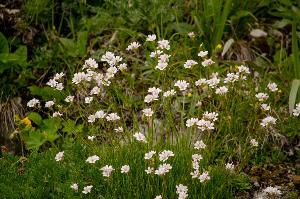 Gypsophila tenuifolia; photograph Irina Ganochenko, CC BY, iNaturalist via GBIF