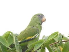 Brotogeris versicolurus