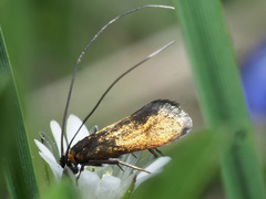 Cauchas rufimitrella