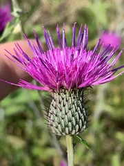 Cirsium carolinianum
