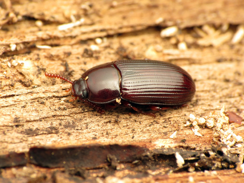 Uloma imberbis