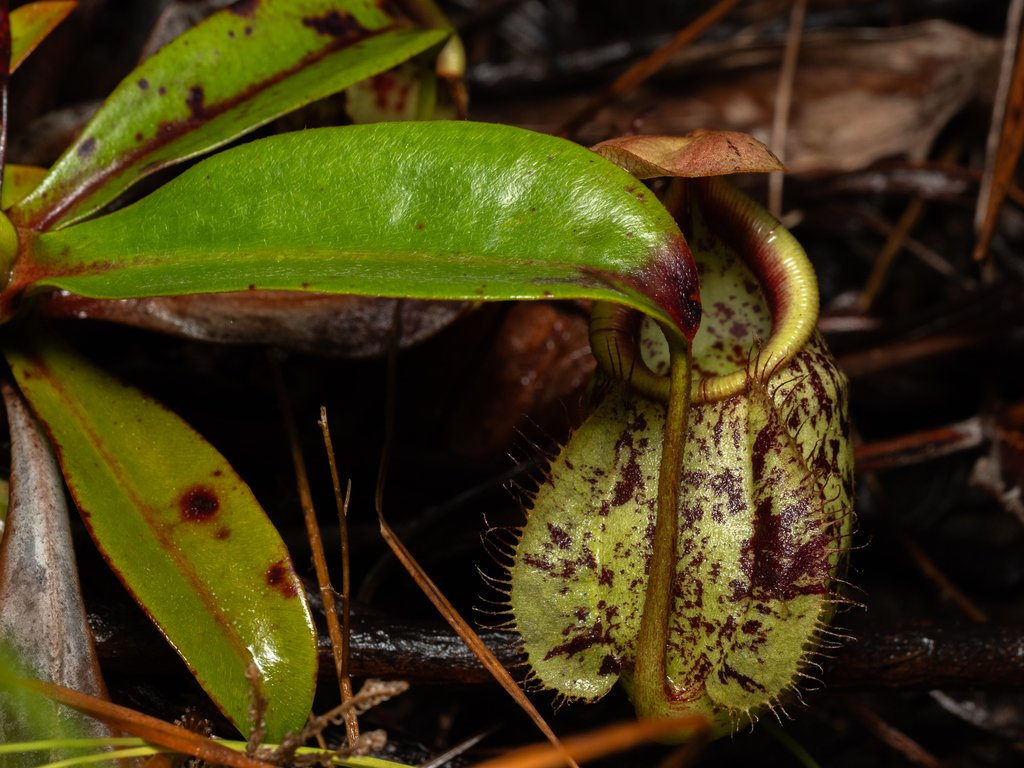 Nepenthes × hookeriana (N. ampullaria × N. rafflesiana)